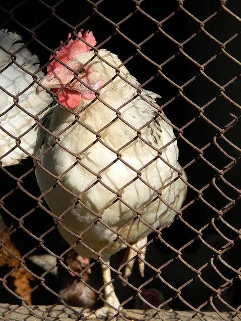 AC米蘭與 AC米蘭與