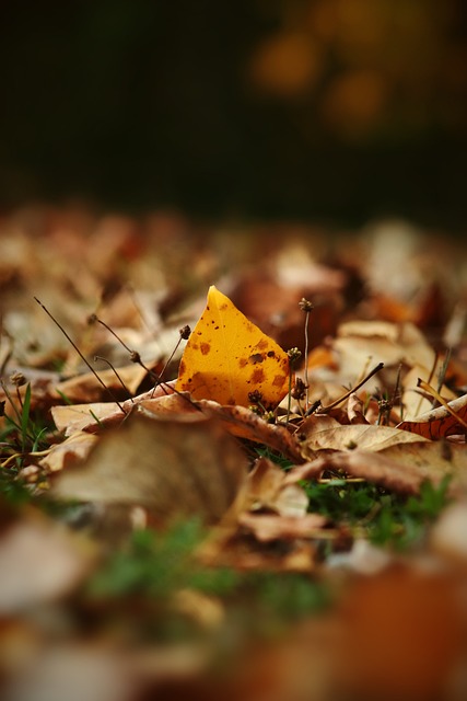 球行为进行 球行为进行