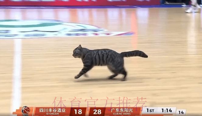 首节末段一只猫跑入球场，广东暂领先四川10分